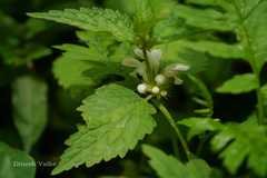 Lamium album